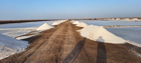 Harvested salt windrows at solar salt pans